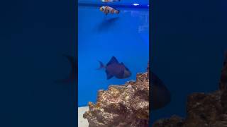 Niger Triggerfish Is Reef Safe triggerfish [upl. by Ley]