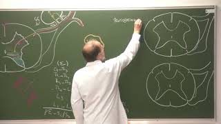 Neuroanatomie 2  Systématisation de la moelle spinale Spinal cord functions [upl. by Airemahs]