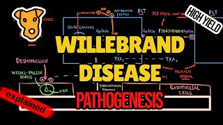 VON WILLEBRAND DISEASE Pathogenesis of clinical symptoms vWF function Treatment Classification [upl. by Enajyram]