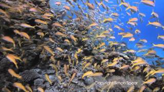 Shoal of Goatfish [upl. by Romaine85]