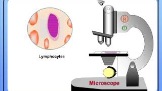 Counting of Blood Cells under Microscope for biology students 11 and 12 [upl. by Blossom]