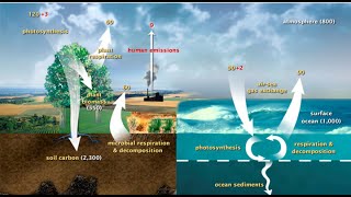 Cycles Water Carbon Nitrogen Oxygen and Phosphorus [upl. by Yim]