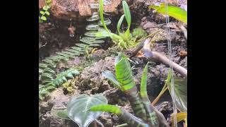 Ranitomeya fantastica jeberos mating [upl. by Matthaus]