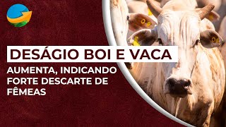 Deságio boi e vaca aumenta indicando forte descarte de fêmeas bom para reposição [upl. by Marguerie]