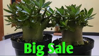 Flash Sale Adenium Pilihan  Arabicum  Godji  06012022 [upl. by Evyn]