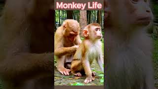 monkey life cutebabymonkey monkey babymonkey short 73 [upl. by Attenod]