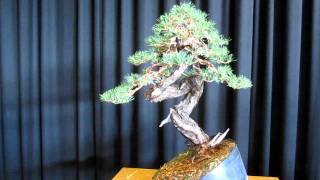 Demo trees bonsai Autumn 2011 [upl. by Dare]