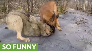 Wolf and dog share incredible friendship [upl. by Gavin]