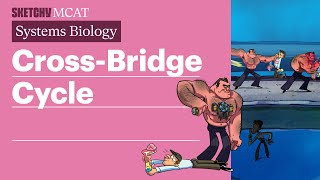 Cross Bridge Cycle Biology  Sketchy MCAT [upl. by Ericka]