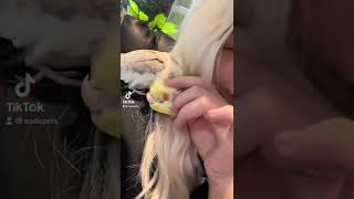 Cockatiel Enjoys Head Scritches shorts [upl. by Gusta283]