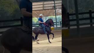 Los mejores CABALLOS colombianos🇨🇴parati caballofino caballoscolombianos caballosdepaso [upl. by Niraj]