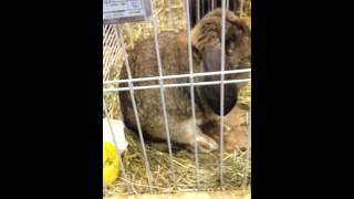 Lapins Belier Francais Gris Garenne pure race [upl. by Horter]