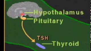 thyroid hormone physiologympg [upl. by Loredo]