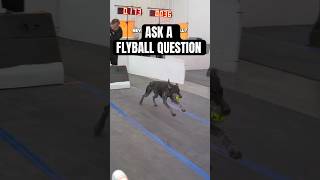 Ask your flyball questions [upl. by Danell817]