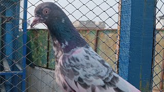 Aaj Phir Raat Ruki Hui Kabutari Pakri  Pigeons Biz  viralvideo pigeon birds love [upl. by Margarette]