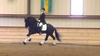 FPS Approved Friesian Stallion Lolke 371 [upl. by Johnston]