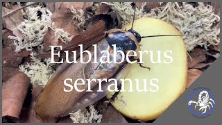 Eublaberus serranus [upl. by See645]