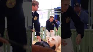 Krew and his Landrace Shamrock at MidState Fair in Hog Showmanship showpigs livestockshow [upl. by Halliday]