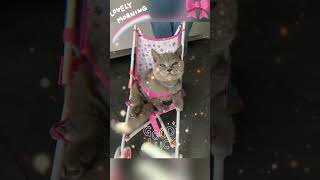 SIMBA im Puppenwagen🎀 katzenmusik cute katze [upl. by Ettellocin]