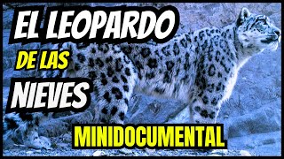 El Leopardo de las Nieves El Depredador Más Temido de las Montañas [upl. by Einegue]