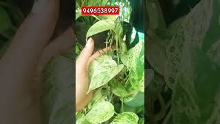 Pothos 9496538997 2 pcs 5060cc business ecommerce ecofriendly [upl. by Sucramad542]