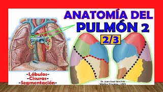 🥇 PULMÓN 23 Anatomía Segmentación Lóbulas Cisuras Fácil y Sencillo [upl. by Kleeman]