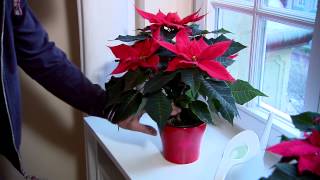 Poinsettia Care Guide [upl. by Cohe]