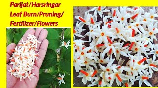 ParijatHarsringar plantPruningFertilizerLeaves Burn Solution [upl. by Atsugua]