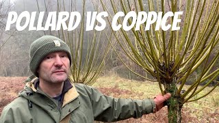 Pollarding vs Coppicing [upl. by Benioff]