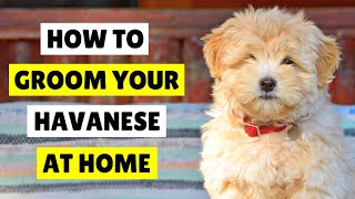 How to Groom a Havanese Dog AT HOME 🛁 ✂️ [upl. by Alleuqahs]