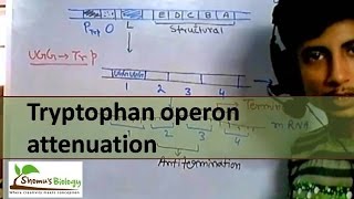 Tryptophan operon attenuation [upl. by Annah]