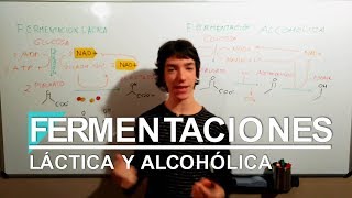 Fermentaciones Láctica y Alcohólica [upl. by Linnea]