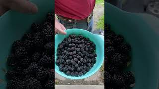 Thornless Blackberry harvest Prime Ark Freedom Ponca and Sweetie Pie varieties [upl. by Ocsirf]