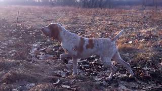 Bracco italiano pointing quail  Bracco italiano stójka do przepiórki [upl. by Whiffen981]