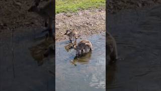 Kangaroos cooling down on a hot day [upl. by On14]