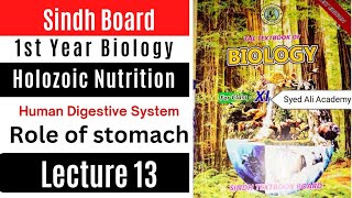 role of stomach in digestion  human Digestive System  holozoic nutrition class 11  Sindh board [upl. by Denoting353]