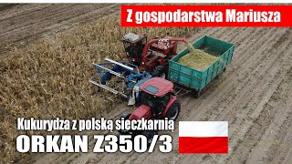 Kukurydza z polską sieczkarnią ORKAN Z3503 – Z gospodarstwa Mariusza [upl. by Ardine86]