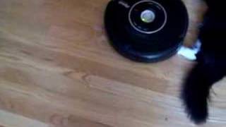 Cat vs Roomba [upl. by Ecienaj]