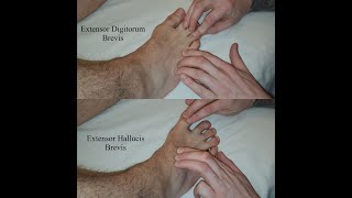 Muscle Palpation  Extensor Digitorum Brevis amp Extensor Hallucis Brevis [upl. by Va]