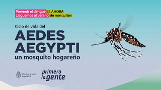 ¿Cómo es el ciclo de vida del mosquito del dengue [upl. by Sset19]