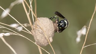 Eumenes fraternus fraternal potter wasp constructing her nest [upl. by Arnon190]