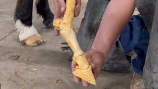 MUST WATCH if you own HORSES SUSPENSORY LIGAMENT INJURY HORSESHOE [upl. by Akineg65]