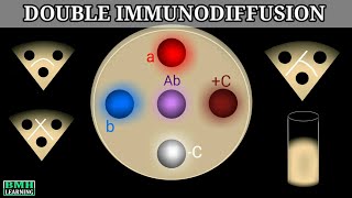 Double Immunodiffusion  Outcherlony Immunodiffusion [upl. by Balough707]