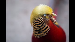 The Story behind Uncle Guo Who Saved the Endangered Trump Bird birds birdslover trump [upl. by Ammann105]