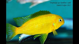 Tropheops macrophthalmus Lumbira [upl. by Shultz]