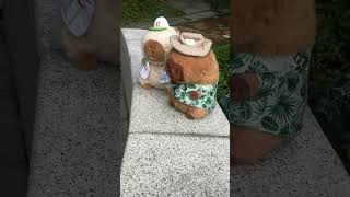 Baseball and Hawaii Style Capybara Plushies  Link in Bio capybara [upl. by Asin]