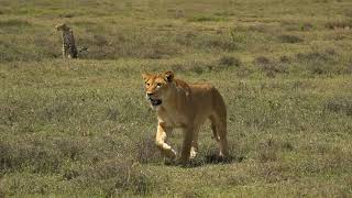 Cheetah Mum amp Attacking Lions [upl. by Marya509]