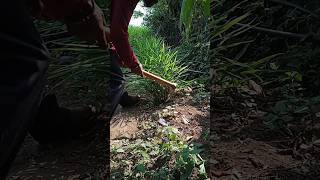 Gardening 🌱🥐ginger plants shortsvideo pleasesubscribe 🙏🙏 [upl. by Henriques]