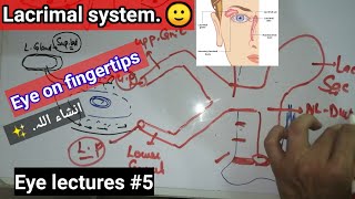 EYE LECTURES 5 ✨ Lacrimal system lacrimal apparatus APPARATUS lacrimal apparatus [upl. by Alwyn]