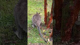 Rednecked Wallaby  Bird Paradise Singapore [upl. by Rives]